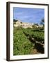 Vines in Vineyard, Village of Bonnieux, the Luberon, Vaucluse, Provence, France-David Hughes-Framed Photographic Print