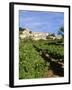 Vines in Vineyard, Village of Bonnieux, the Luberon, Vaucluse, Provence, France-David Hughes-Framed Photographic Print