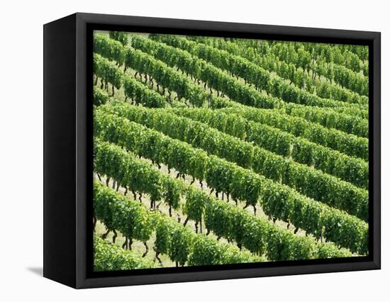 Vines in Vineyard-Tibor Bognár-Framed Stretched Canvas