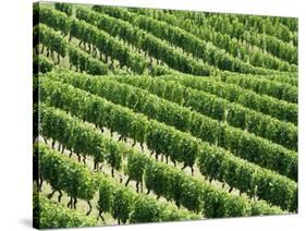 Vines in Vineyard-Tibor Bognár-Stretched Canvas