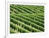 Vines in Vineyard-Tibor Bognár-Framed Photographic Print