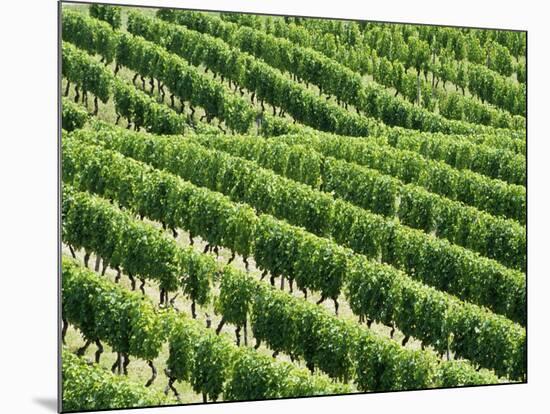 Vines in Vineyard-Tibor Bognár-Mounted Photographic Print