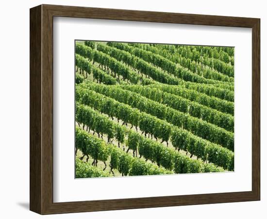 Vines in Vineyard-Tibor Bognár-Framed Photographic Print