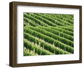 Vines in Vineyard-Tibor Bognár-Framed Photographic Print