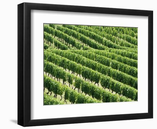 Vines in Vineyard-Tibor Bognár-Framed Photographic Print