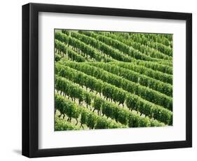 Vines in Vineyard-Tibor Bognár-Framed Photographic Print