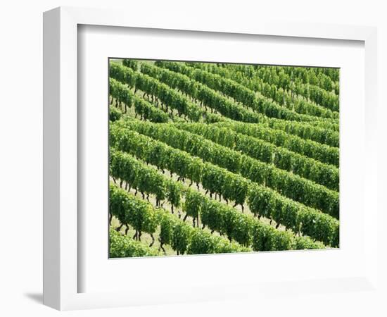 Vines in Vineyard-Tibor Bognár-Framed Photographic Print