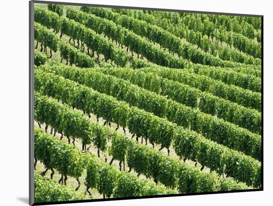 Vines in Vineyard-Tibor Bognár-Mounted Photographic Print