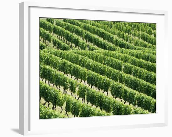 Vines in Vineyard-Tibor Bognár-Framed Photographic Print