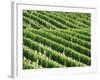 Vines in Vineyard-Tibor Bognár-Framed Photographic Print