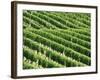 Vines in Vineyard-Tibor Bognár-Framed Photographic Print