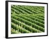 Vines in Vineyard-Tibor Bognár-Framed Photographic Print