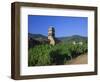 Vines in Vineyards and Tower of the Church of Ste. Croix, Kaysersberg, Haut-Rhin, Alsace, France-Ruth Tomlinson-Framed Photographic Print