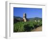 Vines in Vineyards and Tower of the Church of Ste. Croix, Kaysersberg, Haut-Rhin, Alsace, France-Ruth Tomlinson-Framed Photographic Print