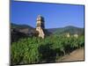 Vines in Vineyards and Tower of the Church of Ste. Croix, Kaysersberg, Haut-Rhin, Alsace, France-Ruth Tomlinson-Mounted Photographic Print