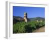 Vines in Vineyards and Tower of the Church of Ste. Croix, Kaysersberg, Haut-Rhin, Alsace, France-Ruth Tomlinson-Framed Photographic Print