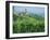 Vines in Vineyards Around Barbaresco, the Langhe, Piemonte (Piedmont), Italy, Europe-Sheila Terry-Framed Photographic Print