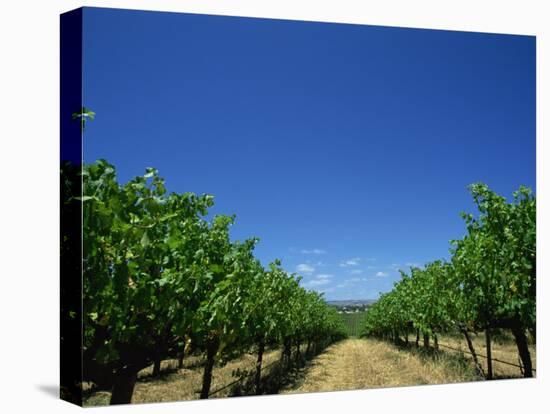 Vines, Maxwells Winery, Mclaren Vale, South Australia, Australia, Pacific-Neale Clarke-Stretched Canvas