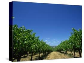 Vines, Maxwells Winery, Mclaren Vale, South Australia, Australia, Pacific-Neale Clarke-Stretched Canvas