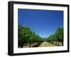 Vines, Maxwells Winery, Mclaren Vale, South Australia, Australia, Pacific-Neale Clarke-Framed Photographic Print