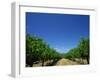 Vines, Maxwells Winery, Mclaren Vale, South Australia, Australia, Pacific-Neale Clarke-Framed Photographic Print