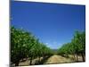 Vines, Maxwells Winery, Mclaren Vale, South Australia, Australia, Pacific-Neale Clarke-Mounted Photographic Print