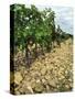 Vines of Chateau Mont-Redon, Chateauneuf-Du-Pape, Vaucluse, Provence, France-Per Karlsson-Stretched Canvas