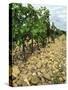 Vines of Chateau Mont-Redon, Chateauneuf-Du-Pape, Vaucluse, Provence, France-Per Karlsson-Stretched Canvas