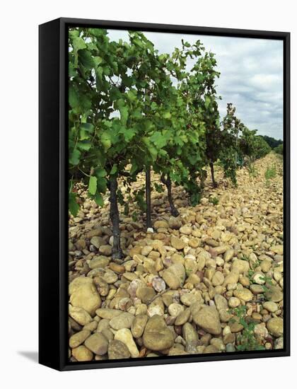 Vines of Chateau Mont-Redon, Chateauneuf-Du-Pape, Vaucluse, Provence, France-Per Karlsson-Framed Stretched Canvas