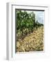 Vines of Chateau Mont-Redon, Chateauneuf-Du-Pape, Vaucluse, Provence, France-Per Karlsson-Framed Photographic Print