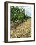 Vines of Chateau Mont-Redon, Chateauneuf-Du-Pape, Vaucluse, Provence, France-Per Karlsson-Framed Photographic Print