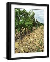 Vines of Chateau Mont-Redon, Chateauneuf-Du-Pape, Vaucluse, Provence, France-Per Karlsson-Framed Photographic Print