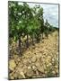 Vines of Chateau Mont-Redon, Chateauneuf-Du-Pape, Vaucluse, Provence, France-Per Karlsson-Mounted Photographic Print