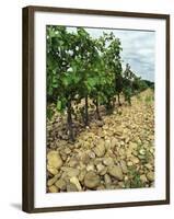 Vines of Chateau Mont-Redon, Chateauneuf-Du-Pape, Vaucluse, Provence, France-Per Karlsson-Framed Photographic Print