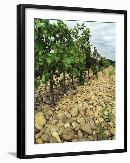 Vines of Chateau Mont-Redon, Chateauneuf-Du-Pape, Vaucluse, Provence, France-Per Karlsson-Framed Photographic Print