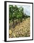 Vines of Chateau Mont-Redon, Chateauneuf-Du-Pape, Vaucluse, Provence, France-Per Karlsson-Framed Photographic Print
