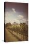 Vines on Summer Day-Steve Allsopp-Stretched Canvas