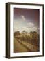 Vines on Summer Day-Steve Allsopp-Framed Photographic Print