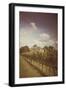 Vines on Summer Day-Steve Allsopp-Framed Photographic Print