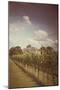 Vines on Summer Day-Steve Allsopp-Mounted Photographic Print