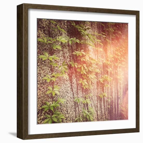 Vines on Wall-melking-Framed Photographic Print