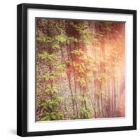 Vines on Wall-melking-Framed Photographic Print