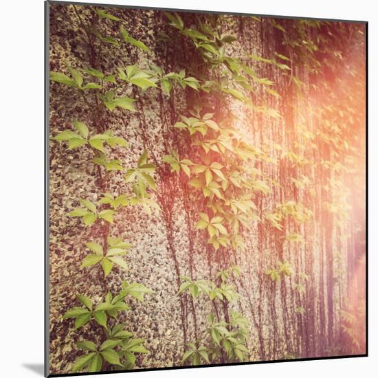 Vines on Wall-melking-Mounted Photographic Print