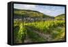 Vineyard Above Zell, Moselle Valley, Rhineland-Palatinate, Germany, Europe-Michael Runkel-Framed Stretched Canvas