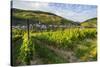Vineyard Above Zell, Moselle Valley, Rhineland-Palatinate, Germany, Europe-Michael Runkel-Stretched Canvas