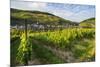 Vineyard Above Zell, Moselle Valley, Rhineland-Palatinate, Germany, Europe-Michael Runkel-Mounted Photographic Print