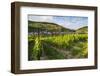 Vineyard Above Zell, Moselle Valley, Rhineland-Palatinate, Germany, Europe-Michael Runkel-Framed Photographic Print