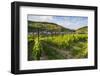 Vineyard Above Zell, Moselle Valley, Rhineland-Palatinate, Germany, Europe-Michael Runkel-Framed Photographic Print