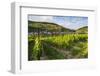 Vineyard Above Zell, Moselle Valley, Rhineland-Palatinate, Germany, Europe-Michael Runkel-Framed Photographic Print