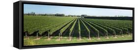 Vineyard along Korokipo Road, Hastings District, Hawke's Bay Region, North Island, New Zealand-null-Framed Stretched Canvas